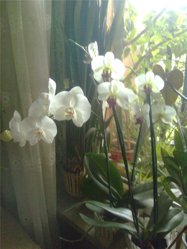 orhidea duo2